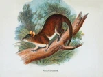 10834.DECOR Poster.room Wall.vintage Art Design.opossum Nature Illustration New. Price: $21.00.