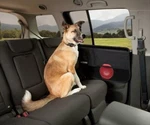 New Oem Kurgo Rover Car Door Guard 23"-28" Universal Fit 00F75AM700. Price: $40.25.